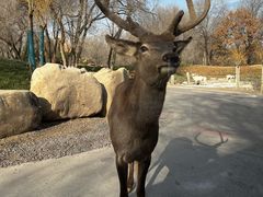 -北京野生动物园