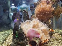 -太平洋海底世界