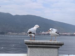 -海埂大坝
