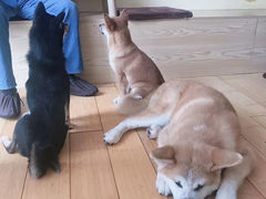 -喜柴咖啡·柴犬狗咖