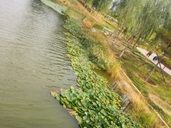 -好伦哥比萨烤肉自助(八里桥店)
