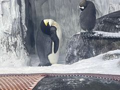 -海合安武汉极地海洋公园