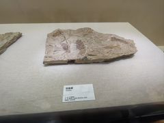 -衢州市博物馆