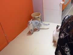 -三花喵·撸猫购宠·宠物生活馆(虹桥南丰城店)
