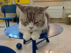 -平行世界·猫咖(首经贸店)