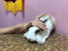 -严国平动物医院(德政总院)