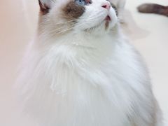 -三花喵·撸猫购宠·宠物生活馆(虹桥南丰城店)