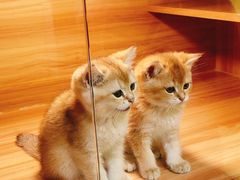 -猫十亿·布偶金渐层·曼基康矮脚猫舍(青年路店)