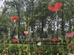 -合肥滨湖国家森林公园