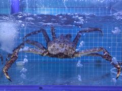 -前王院•巧克力海鲜市集餐厅(万平口店)