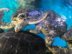-烟台海昌鲸鲨海洋公园