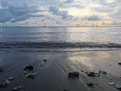 -宝安西湾红树林湿地公园