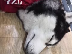 -Husky Go! 哈士奇体验馆·宠物咖啡厅狗咖