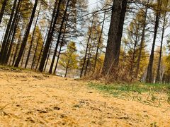 -塞罕坝国家级自然保护区