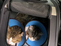 -米苏动物医院·犬猫专科·骨科外科内窥镜
