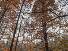 -白水寺森林公园