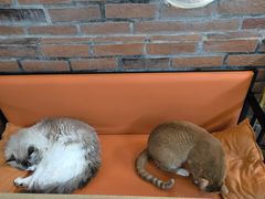 -豆逗聊愈猫阁Easy Life