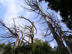 -天目山大树王景区