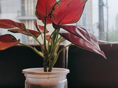 -青年公社烤鸭(肇嘉浜路店)