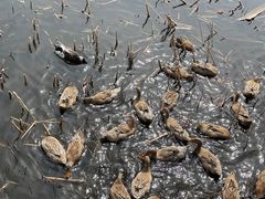 -野鸭湖国家湿地公园