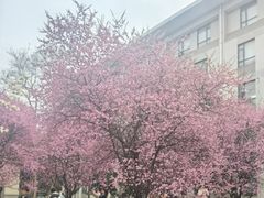 -武汉大学-樱园