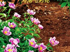 -西苑公园