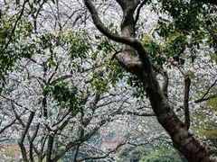 -中国茶叶博物馆(双峰馆区)
