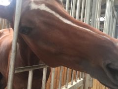 -月河湾马术俱乐部(朝阳店)