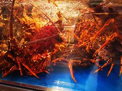 澳洲龙虾-盒马X会员店(上海森兰商都店)