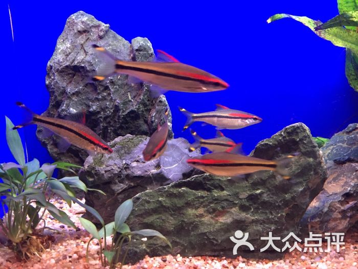 上海海洋水族館圖片 - 第10197張