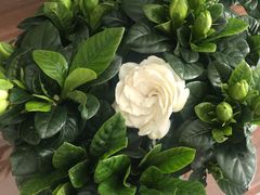 -秦美花卉(天朗·莱茵小城2期店)