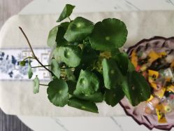 -美若天臣·轻奢皮肤管理