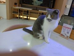 -喵园·猫主题咖啡厅·撸猫·猫咖(国贸店)