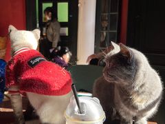 -猫色咖啡·猫咖