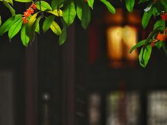 -秋霞圃