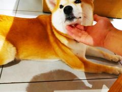 -柴务处·柴犬主题狗咖