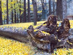-阳台山自然风景区