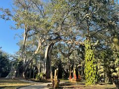 -瑞丽独树成林风景区