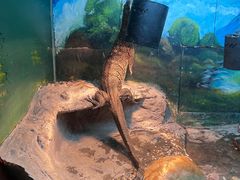 -上海大自然野生昆虫馆
