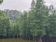 -番禺大夫山森林公园