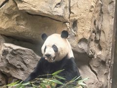-成都动物园