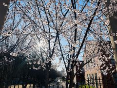 -桃花堤公园