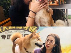 -柴犬高等学院·狗咖·柴犬售卖·宠物训练