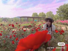 -大塘金香草谷