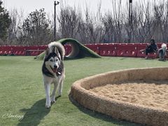 -爪吧宠物乐园 (温榆河示范区店)
