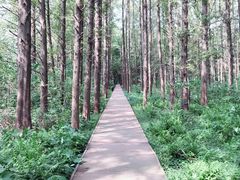-同里国家湿地公园
