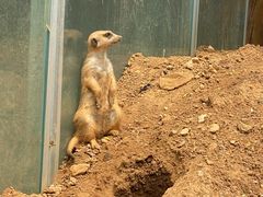 -青岛森林野生动物世界