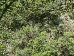 -黄山翡翠谷景区