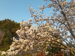 -高东镇樱花园