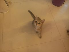 -名猫咖啡馆·撸猫·拼豆